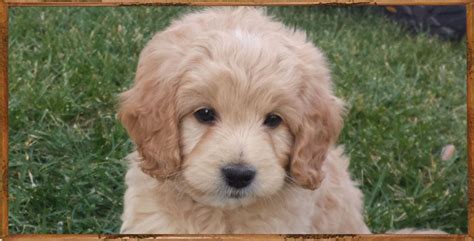 goldendoodle for sale las vegas|cute goldendoodles las vegas.